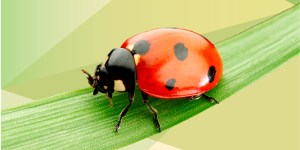 alimentacion-ecologico-nutricor