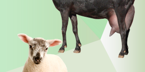 alimentacion-ovino-caprino-nutricor