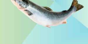 alimentacion-peces-nutricor