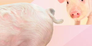 alimentacion-porcino-nutricor