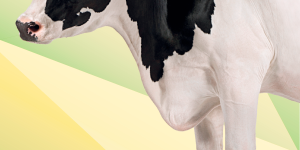 alimentacion-vacas-carne-nutricor