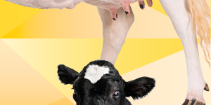 alimentacion-vacas-leche-nutricor